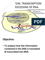 13 - Translation, Transcription and Processing of Rna