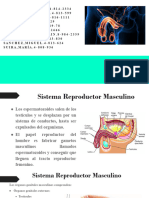 Sistema Reproductor Masculino