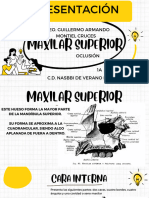 Maxilar Superior. Nasbbi de Verano Mendoza Rojas
