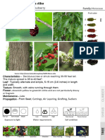 21bar002 - Landscape Design Tree