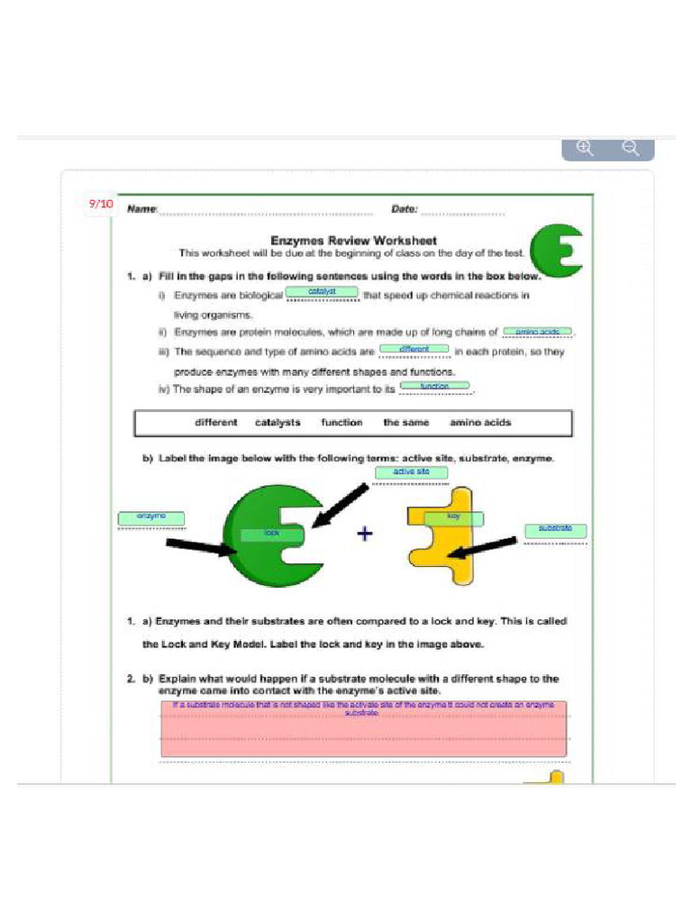 Enzyme s Worksheet PDF