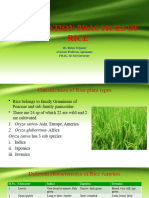 Cultivation Practices of Rice