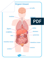 IT-T2-S-055-Gli-Organi-del-Corpo-Umano-Poster_ver_1