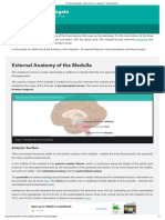 The Medulla Oblongata - Internal Structure - Vasculature - TeachMeAnatomy