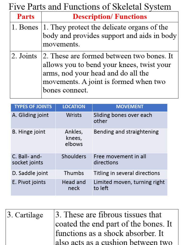 SKELETAL SYSTEM PARTS AND FUNCTIONS GRADE 6 visual data 2