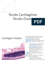 Prática Cartilagem Osso Histologia