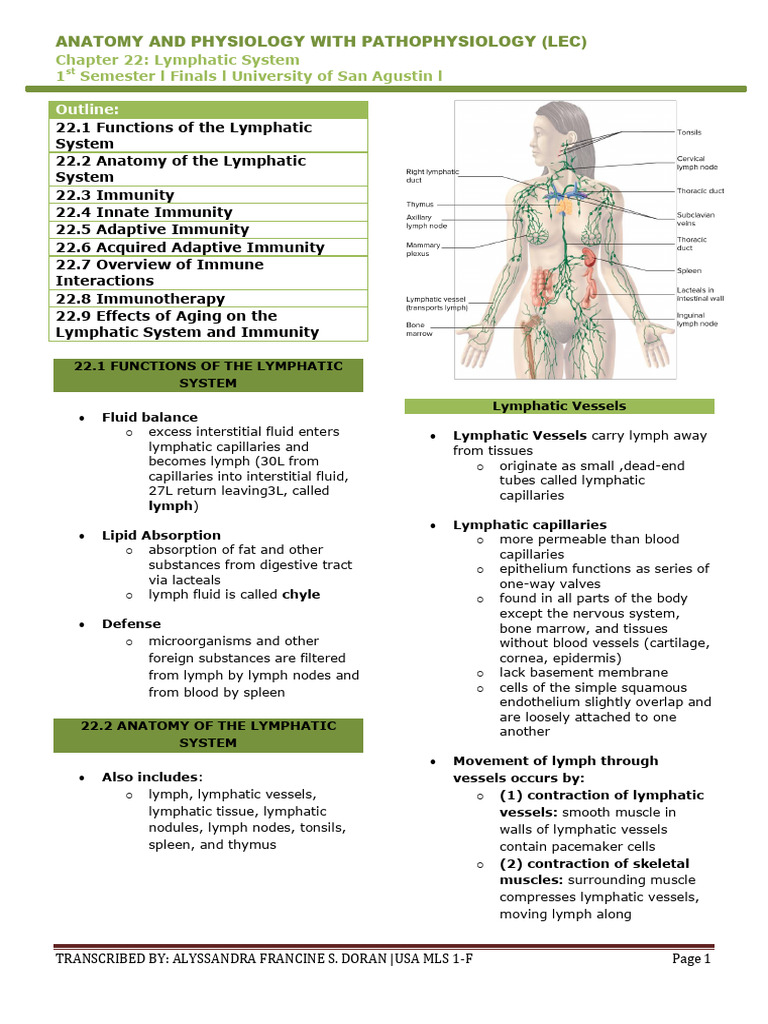 Anaphy Chapter 22 Lymphatic System Doran Mls 1 F | PDF | Lymphatic ...