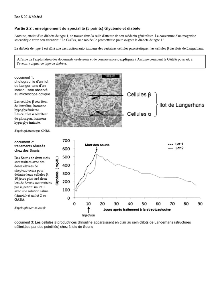 GABA : espoir pour le diabète de type 1 | PDF | Insuline | Cellule ...