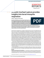 Acoustic Tracheal Rupture Provides Insights Into Larval Mosquito Respiration