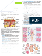 Histologia Humana