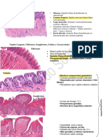 Resumo Prova Oral - Histologia ERA 3