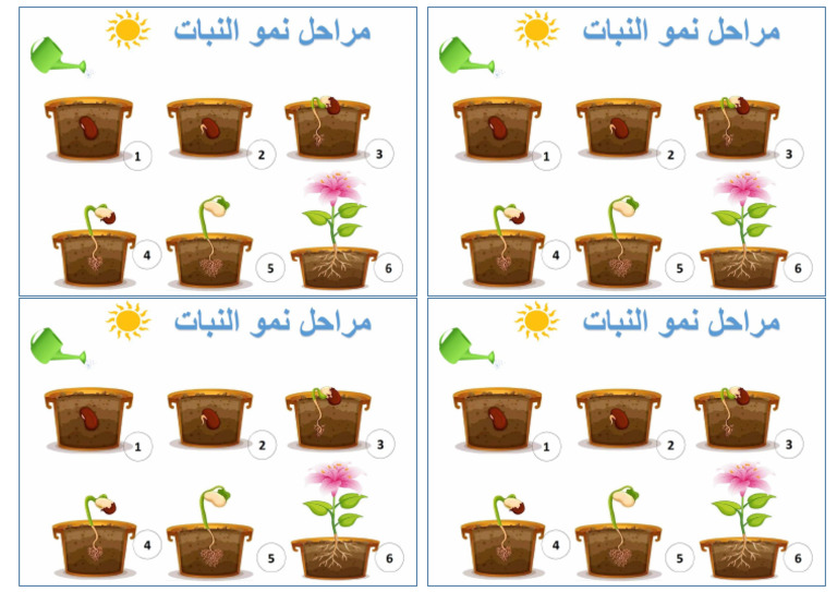مراحل نمو النبات.مكرر | PDF