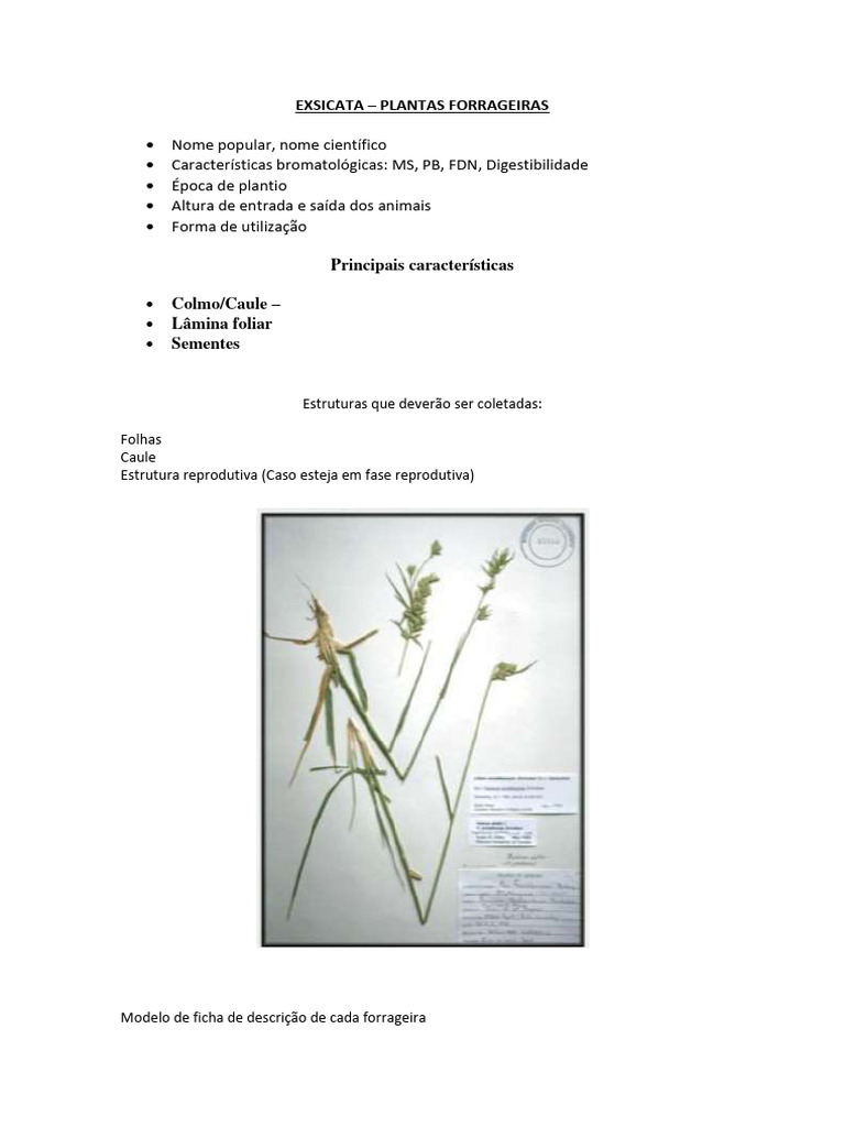 Exsicata - Plantas Forrageiras | PDF | Botânica | Plantas