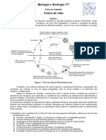 Ficha 9 Ciclos Vida