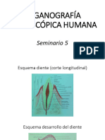 Seminario 5 Organografia Biologia Sanitaria