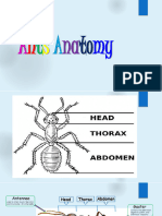 01.07.2020 Science. Ants Anatomy
