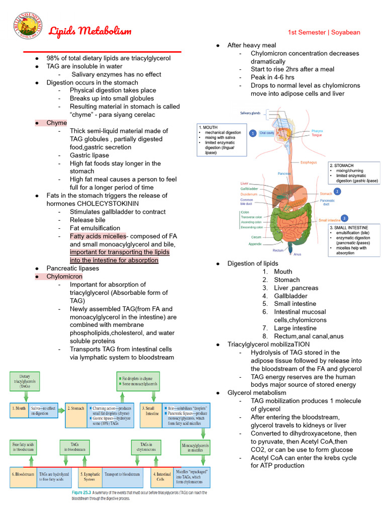 Lipids Metabolism Reviewer | PDF | Digestion | Gastrointestinal Tract