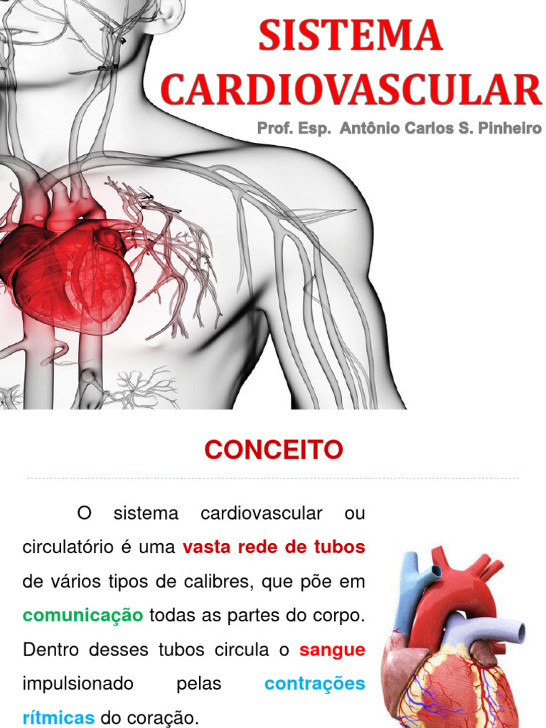 Funções e Estrutura do Sistema Cardiovascular | PDF | Ventrículo ...