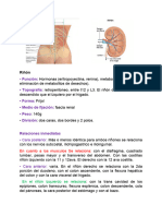 Anatomia Dell Riñón