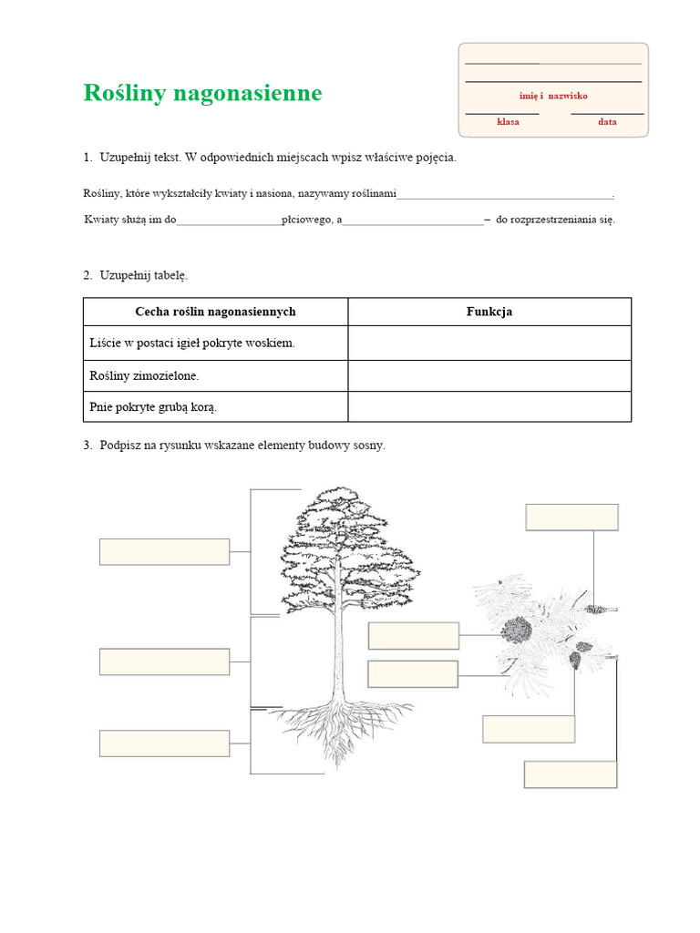 Karta Pracy Rosliny Nagonasienne | PDF