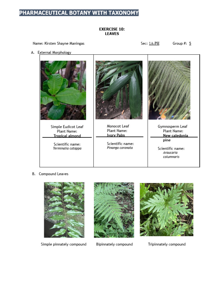 10 Medicinal Leaves and Their Uses | PDF | Leaf | Plants
