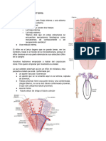 Histología Renal II