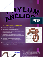 Phylum Anélidos