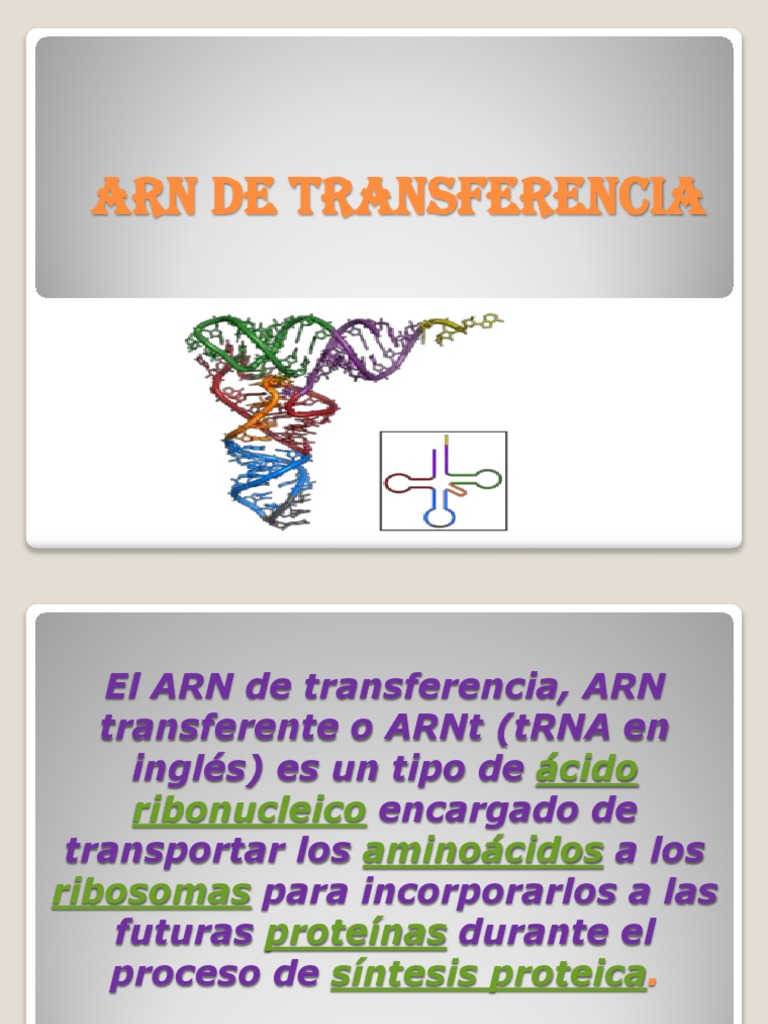 ARN DE TRANSFERENCIA Rna Procesos celulares