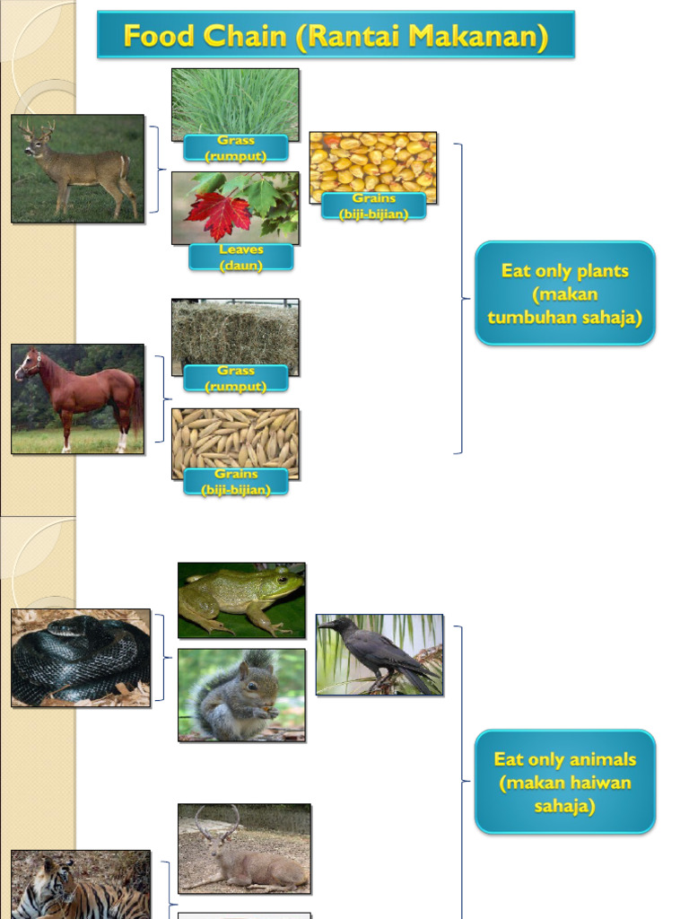 Food Chain Biology Diagrams