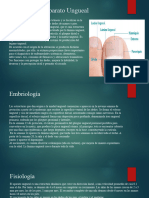 Anatomía Del Aparato Ungueal