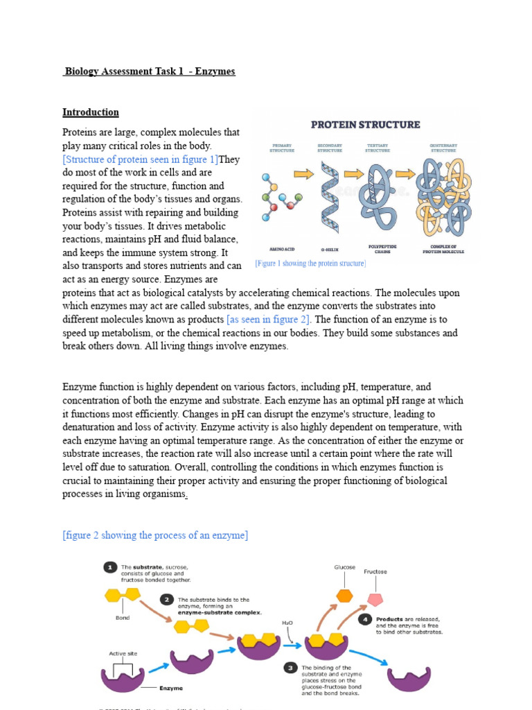 Enzymes | PDF | Enzyme | Metabolism