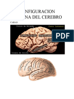 Configuracion Interna Del Cerebro