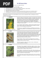 Os 38 Florais de Bach