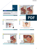 Roteiro Sistema Genital Feminino Pratica