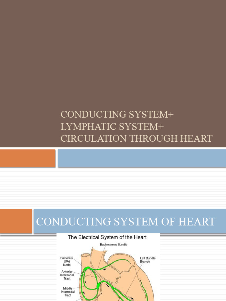 Lymphatic System+ Conducting System+ Fetal, Neonatal Circulation | PDF ...