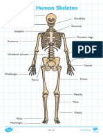 AU T2 S 005A Human Skeleton Labelling Sheets Higher Ability