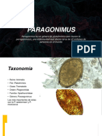 PARAGONIMUS