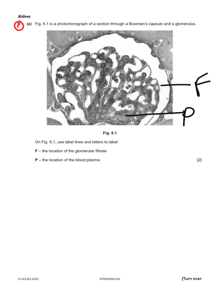 Homeostasis PDF Urinary System Anatomy