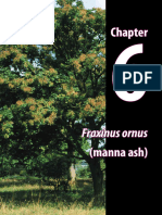 Fraxinus Ornus - Manna Ash, Maná, Manita