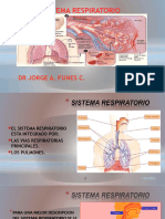 Sistema Respiratorio