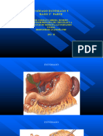 Anatomia de Esofago y Estomago (2)