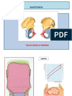 Anatomia Da Pelve Feminina