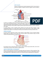 1.01 Anatomía y Fisiología Del Corazón