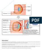 Development of The Central Nervous System - Spina