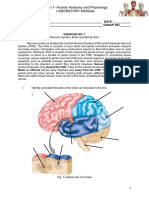 BSci 1 Lab Exercise No. 7 8 Brain and Spinal Cord