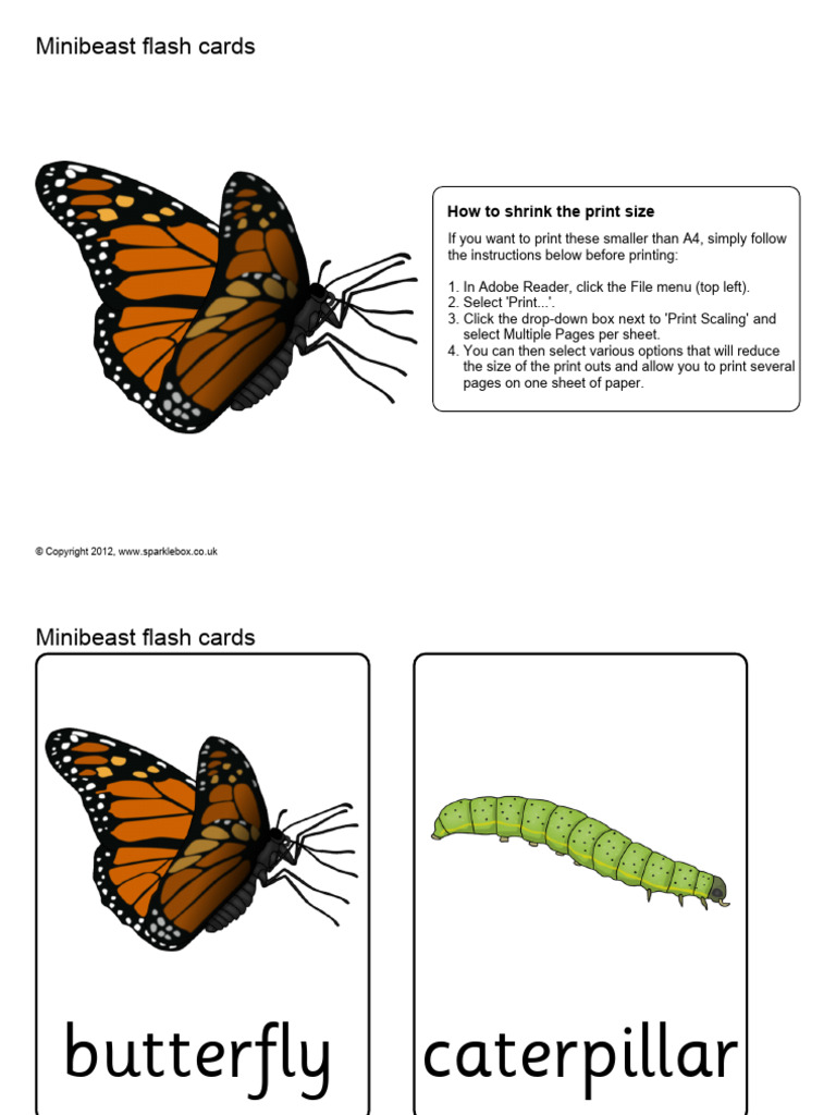 Minibeast Flashcards PDF