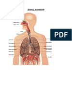 Aperellrespiratori