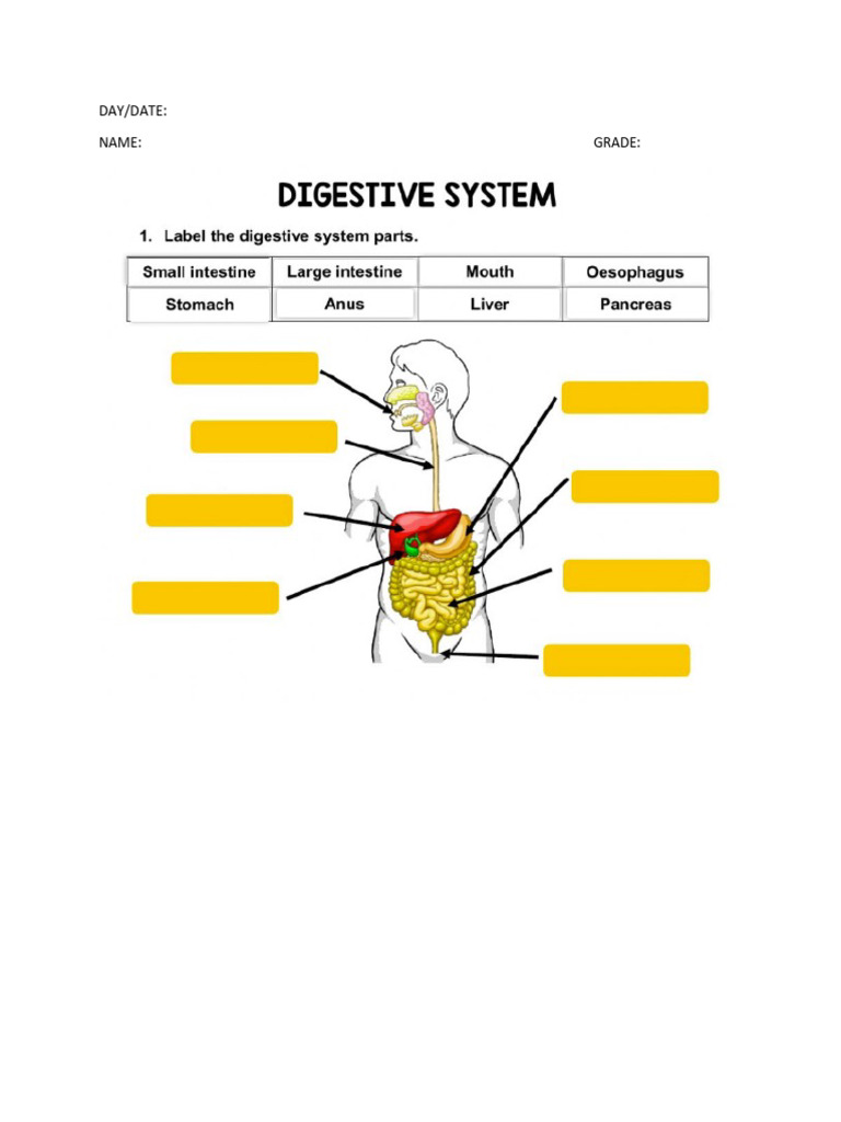 Digestive System PDF
