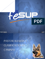 5 Pastor Aleman y Clasificaciones Caninas