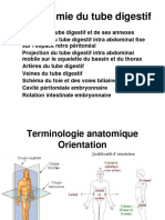 Anatomie Du Tube Digestif DR Labbe